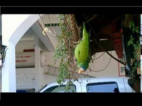 See video