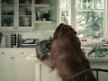 witzige-tiere.html