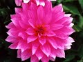 ~ Bloodflowers ~ ~ Bloodflowers ~
