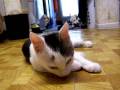 videos de Cloudpaw Tobi Cute