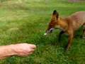 foxy, le renard du jardin.