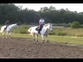 videos de DAN - Horse for sale
