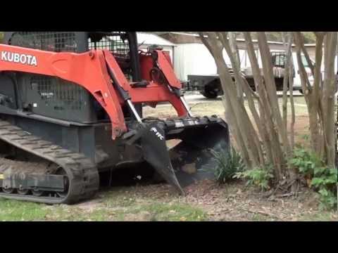 how to transplant myrtle