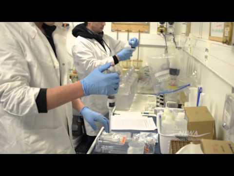 how to measure krill