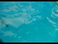 Winter the baby dolphin playing hide & seek