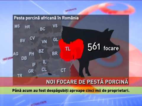 Noi focare de pestă porcină africană, la Cochirleni și Dealul Vifor-Cernavodă