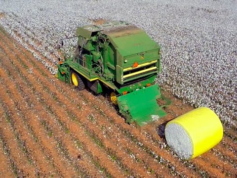 how to harvest cotton