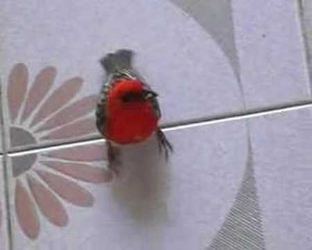 Cardinal bird from Mascarene islands