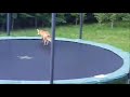 Funny Trampoline Moments