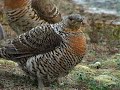 Capercaillie display 2008