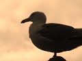 Seagull
