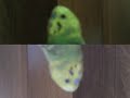 Sonny the talking Budgie