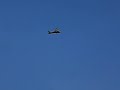 E-Sky Co-Comanche Outdoor Flight 1