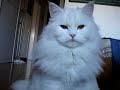 Pepita a cat movie star! Pepita a cat movie star!