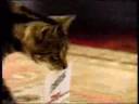 Funny DHL Commercial Cat vs Parrot 001 Funny DHL Commercial Cat vs Parrot 001
