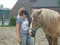 My cute clydsdale My cute clydsdale