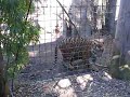 Tiger Cubs at the Sacramento Zoo