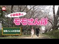 小野桃果のモモさんぽ「加地さんとお花見篇」