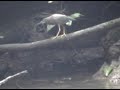 Costa Rican Bird
