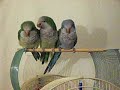 All 3 hanging out quietly cause of camera...lol.