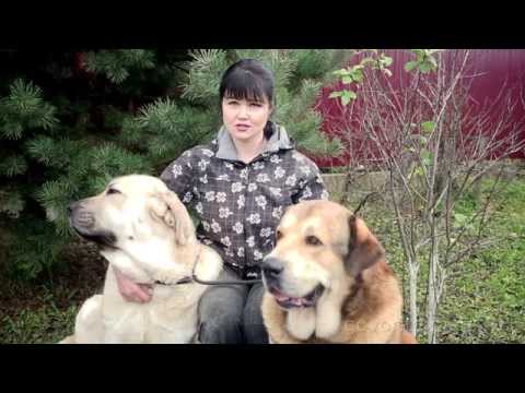 YouTube Трейлер