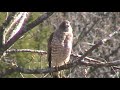 Hawk Episode 2 Hawk Episode 2