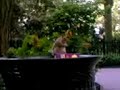 Cool squirrel eating french fries from the trash 3 Cool squirrel eating french fries from the trash 3