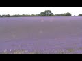 SNOWSHILL LAVENDER