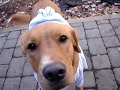 SCOUT goes for 6-1 Chargers vs Broncos