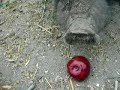 putting a plum inna pig