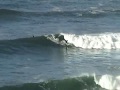 Kanguru surf