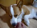 Goro@Welsh corgi 20080924 Ice cream Goro@Welsh corgi 20080924 Ice cream