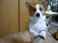 Goro@Welsh corgi 20080924 Ice cream