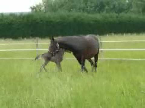 Poulain - Les premiers galops de Masa'an Mystère, poulain pur-sang arabe noir homozygote rubicano pur égyptien né le 11 juin 2008, par JKB Prince Moniet et Rih el Jann...