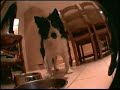 The oldest collie in town