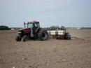 les semences d haricots