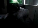 My Awesome cat Cholie My Awesome cat Cholie