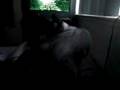 videos de My Awesome cat Cholie