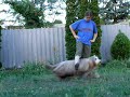 Dog Dancing Tricks No.9 - Weave