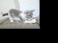 かわいい猫動画