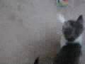 Arcadius Kitten Arcadius Kitten