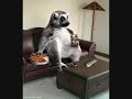 Funny Pictures (with the Gummy Bear Song)