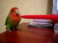 agapornis-poly -duel