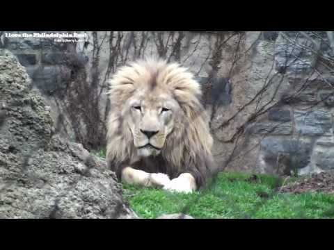 LION MALE
