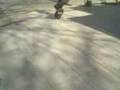 videos de Flip edesur