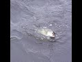 3lb largie on a jerkbait 3lb largie on a jerkbait
