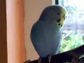 budgie sing star
