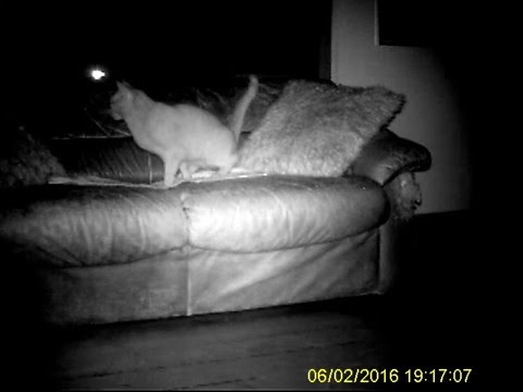Cat Pee On Couch