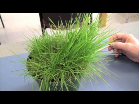 Cool Season Turfgrasses - Part 2