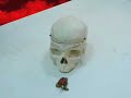 crazy skull turtle mayhem crazy skull turtle mayhem
